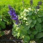 Salvia farinacea ᱵᱟᱦᱟ