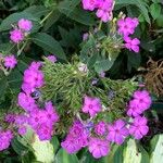 Phlox drummondiiFlor