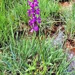 Dactylorhiza elata 整株植物