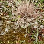 Corynephorus canescens 整株植物
