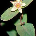 Triadenum virginicum Цвят