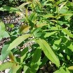 Salix eriocephala Leaf