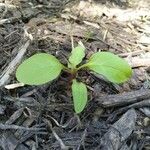 Chenopodium polyspermum Blad