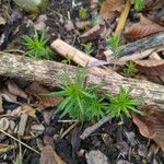 Tagetes filifolia Blatt