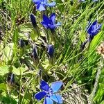 Gentiana sierrae Flower