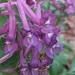 Corydalis solida Цвят