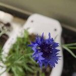 Centaurea cyanus花