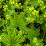 Alchemilla vulgaris Blad