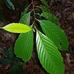 Ticodendron incognitum Hoja