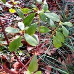 Rhododendron renschianum 葉