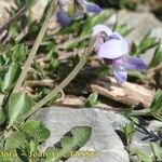 Viola rupestris Flor