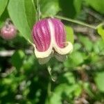 Clematis viorna 花