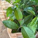 Pouteria macrophylla Yaprak