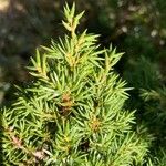 Juniperus communisLeaf