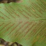 Asplenium hemionitis Fruitua