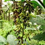 Bertiera racemosa Floro