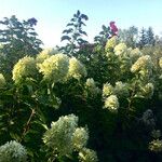 Hydrangea paniculata Vekstform