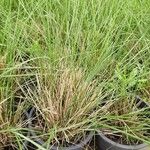 Festuca filiformis ഇല