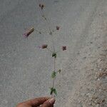 Origanum libanoticum Habit