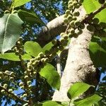 Ficus ingens Fruit