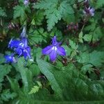 Lobelia erinusBlüte