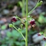 Scrophularia provincialis Lorea