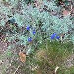 Salvia chamaedryoides Hábito
