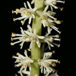 Schoenocaulon officinale Flower