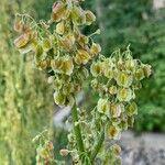 Rumex thyrsoides Листок