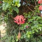 Hibiscus schizopetalus Cvet