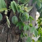 Passiflora subpeltata Fruit