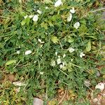 Trifolium uniflorum Habit