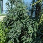 Sophora microphylla Hábito