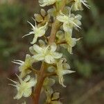Anredera cordifolia Blüte