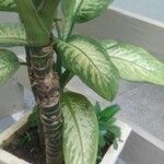 Dieffenbachia seguineLeaf