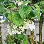 Viburnum sargentii Flower