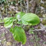 Cornus sanguineaLapas