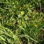 Gagea spathacea Habitat