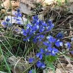 Polygala alpinaFlower