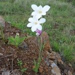 Gladiolus candidus Flower