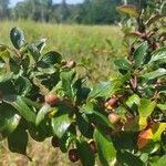 Cotoneaster acutifolius Meyve