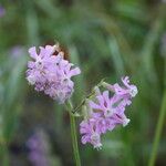 Silene graeca Flor