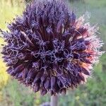 Allium atroviolaceum Flower