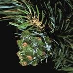 Pinus edulis Fruto