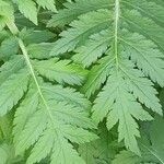 Achillea macrophylla Folha