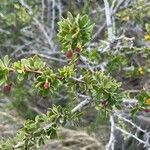 Berberis microphylla Yaprak