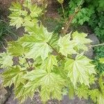 Acer platanoides Fuelha