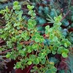 Euphorbia segetalis Flower