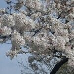 Prunus × yedoensis Matsum.Кветка