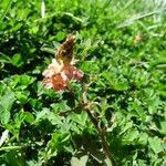 Indigofera hendecaphylla Bark